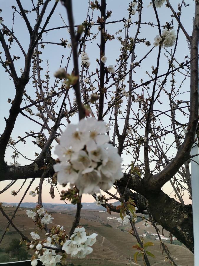 Quinta De Travassinhos- Douro Valley & Spa サンタ・マルタ・デ・ペナギアン エクステリア 写真